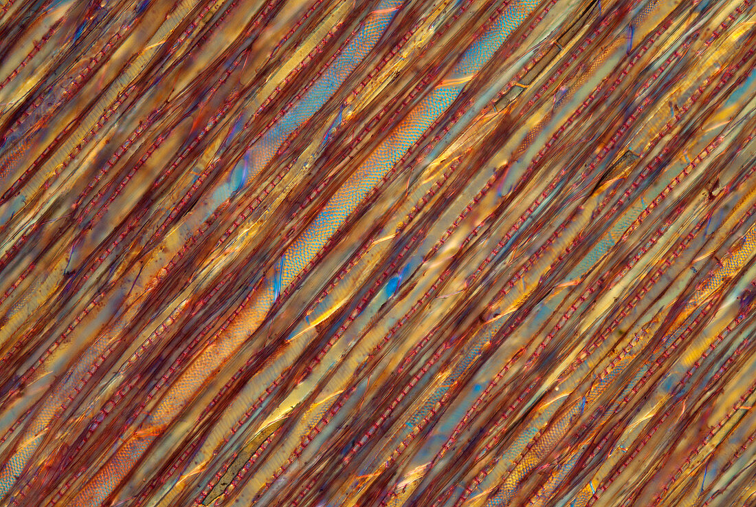 Mature horse chestnut wood, polarised light micrograph