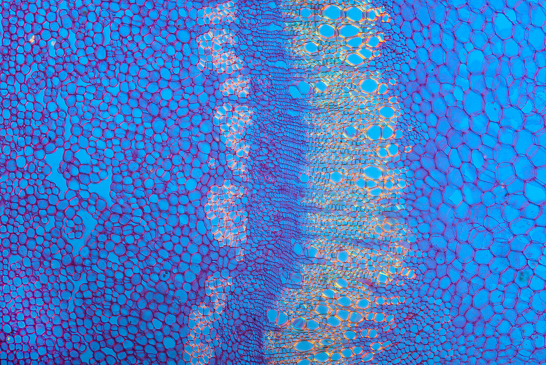 Section of European ash, polarised light micrograph
