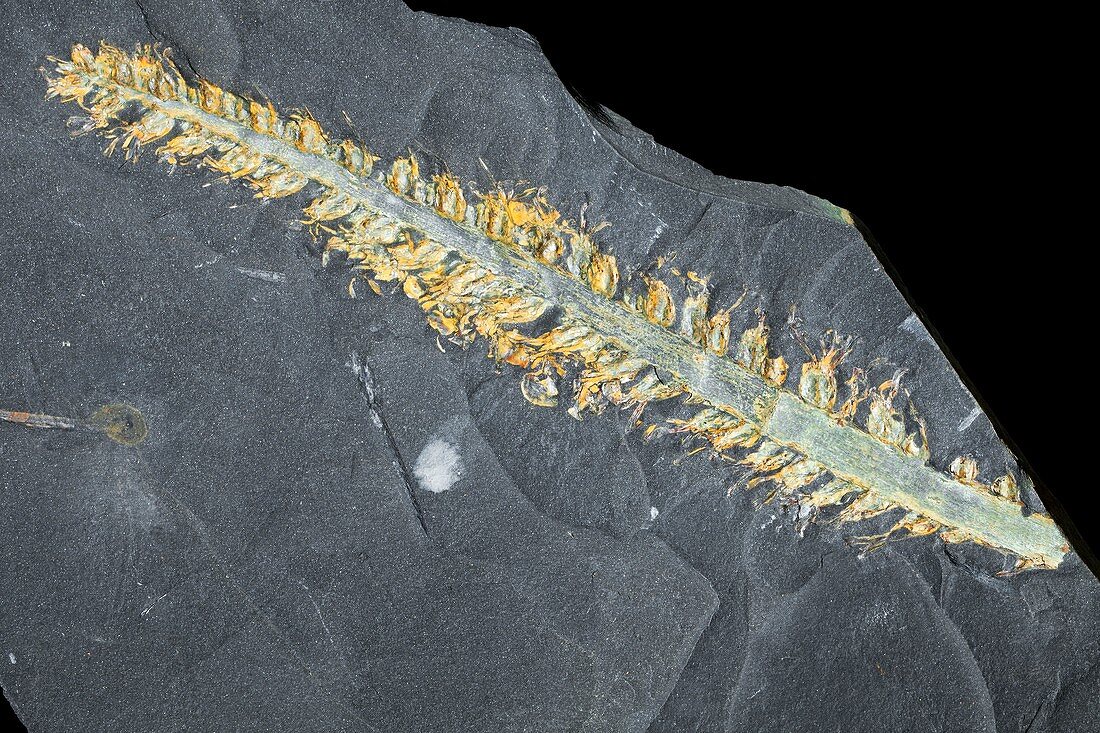 Cordaites fossil plant
