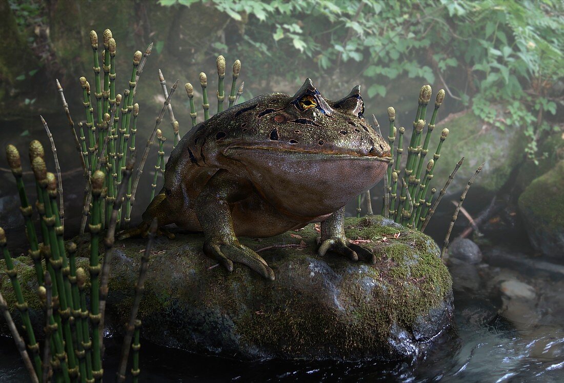 Beelzebufo prehistoric frog, illustration