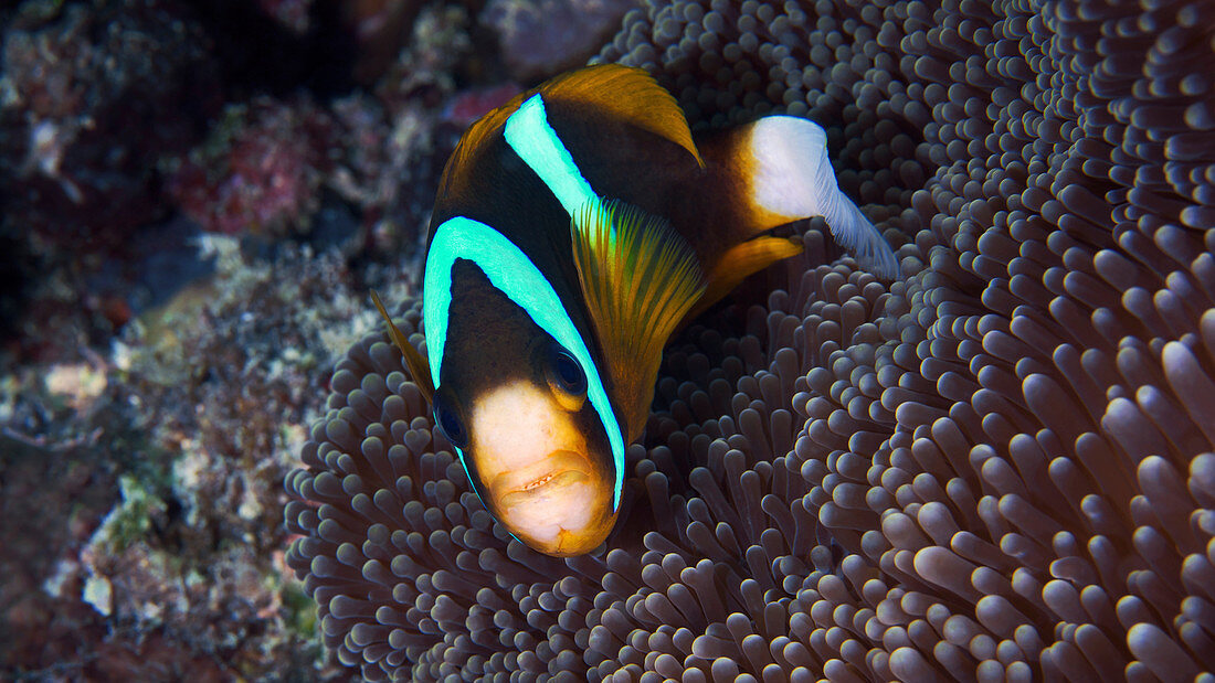Amphiprion anemonefish by anemone