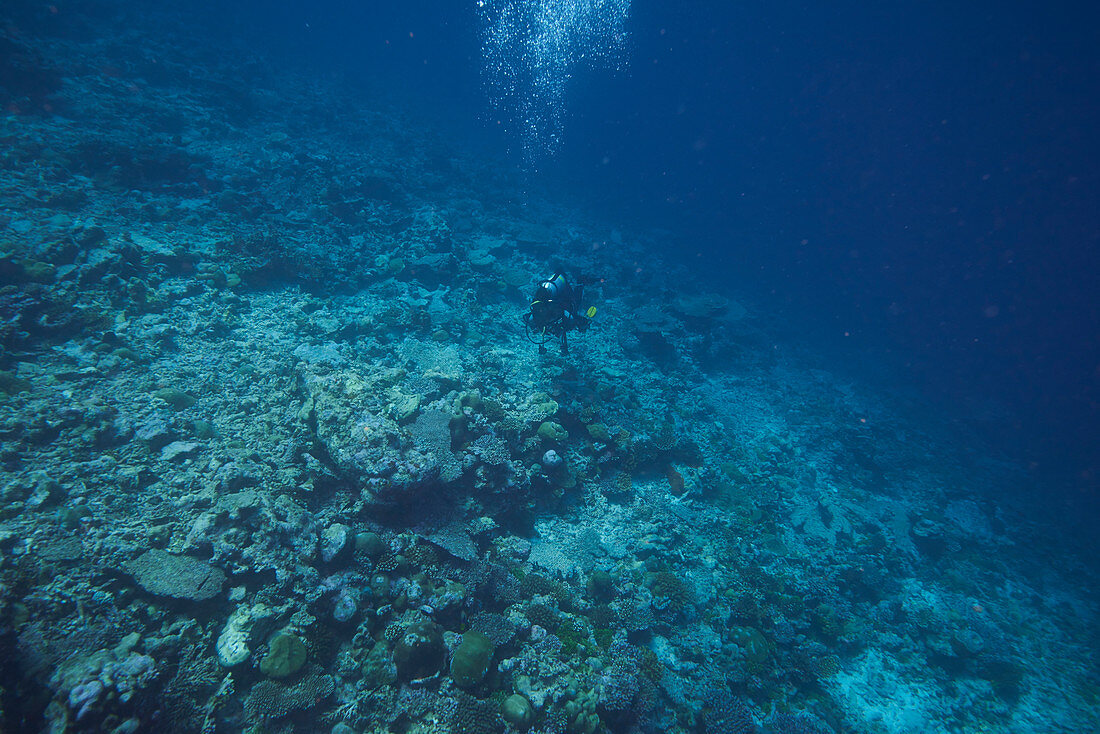 Diver surveying dead coral reef