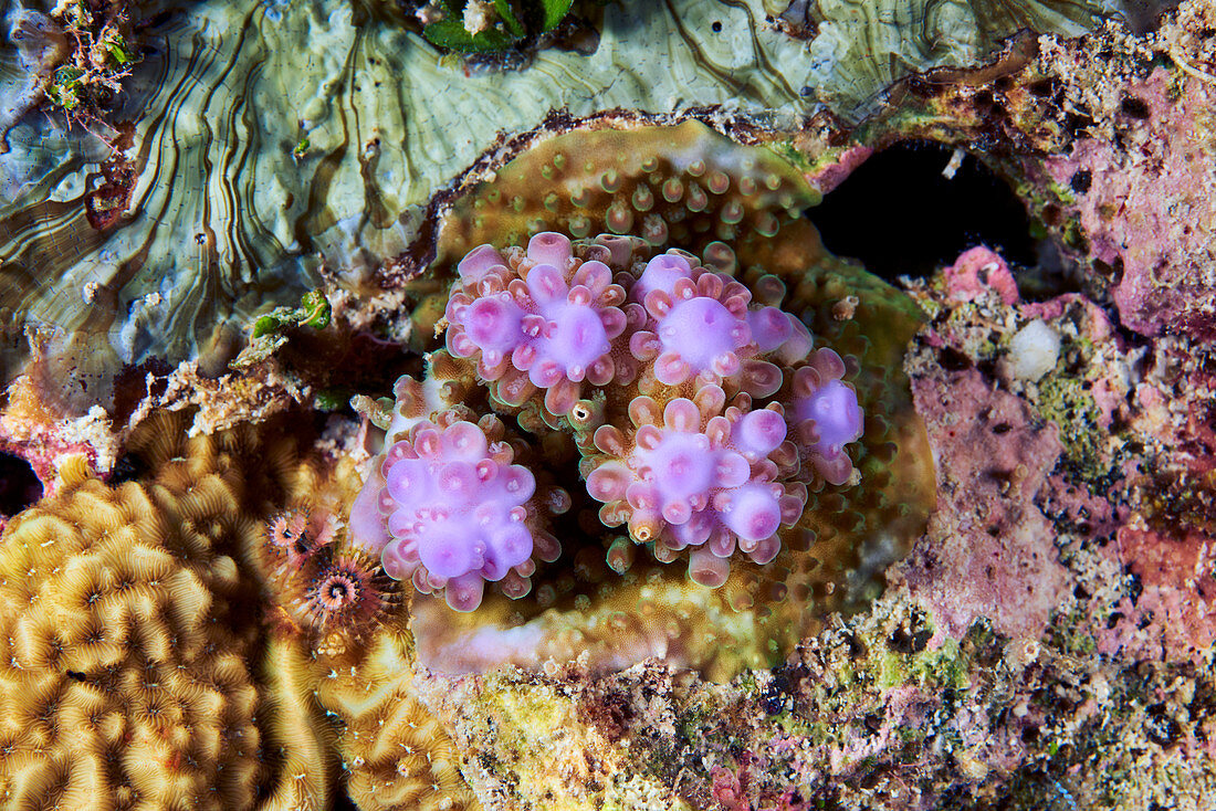 Young coral growing over old coral