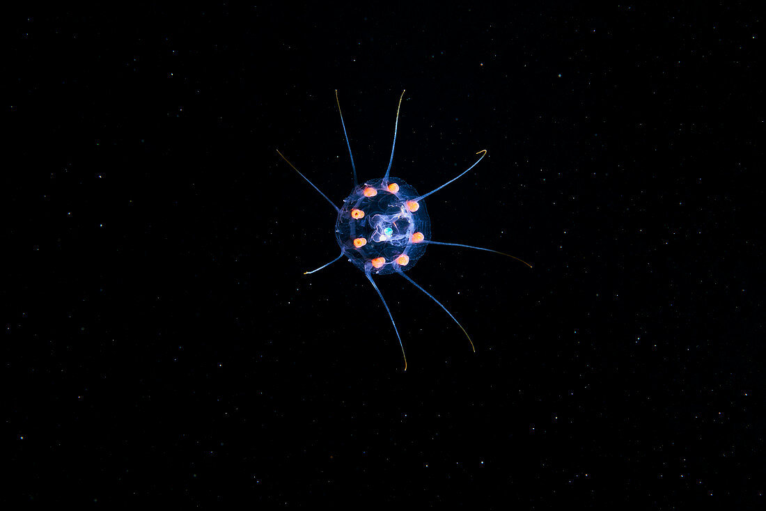 Nausithoidae jellyfish