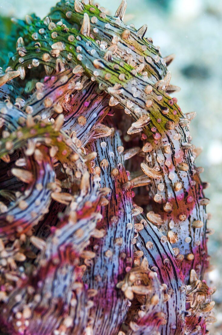 Snake sea anemone