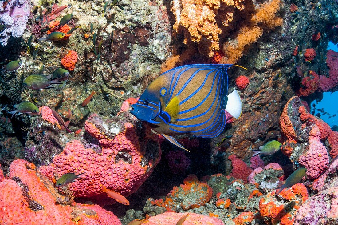 Bluering angelfish