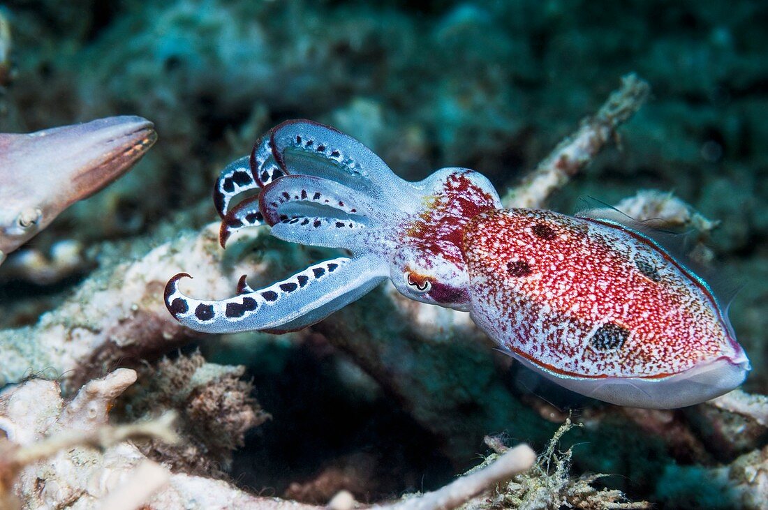 Crinoid cuttlefish threatening another cuttlefish
