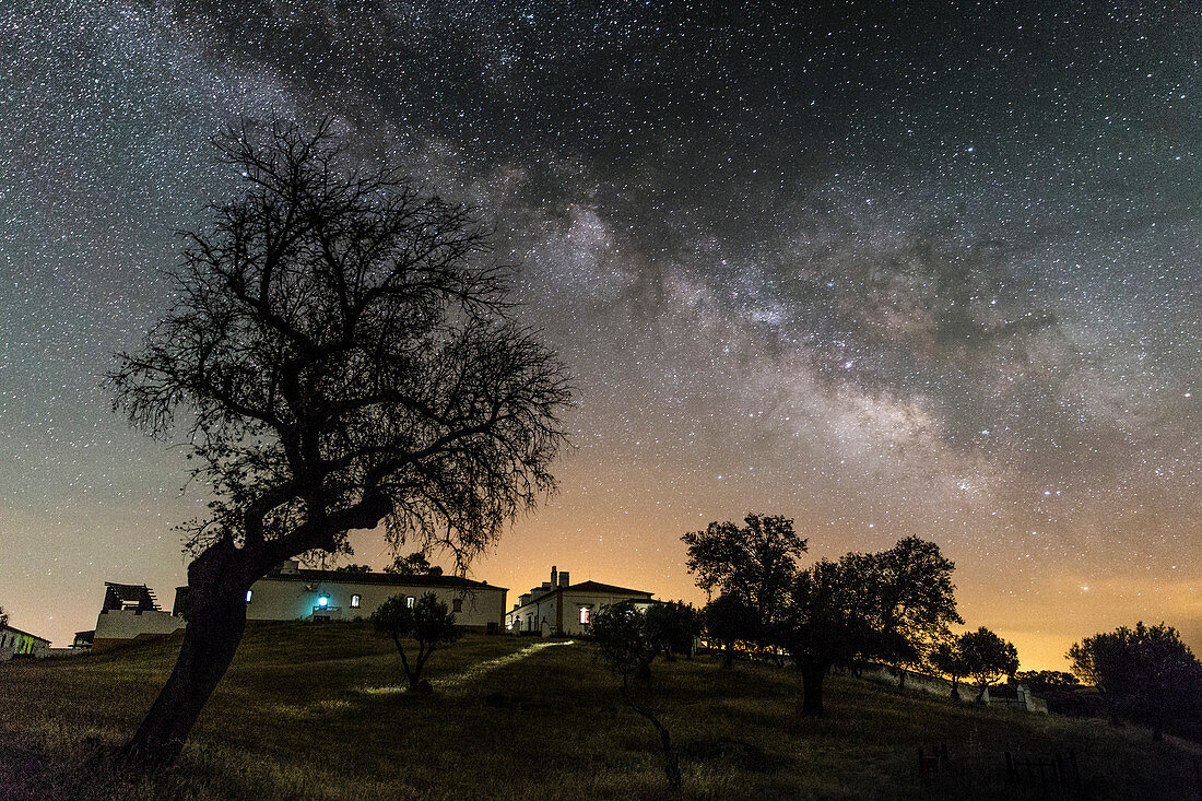 Milky Way over trees