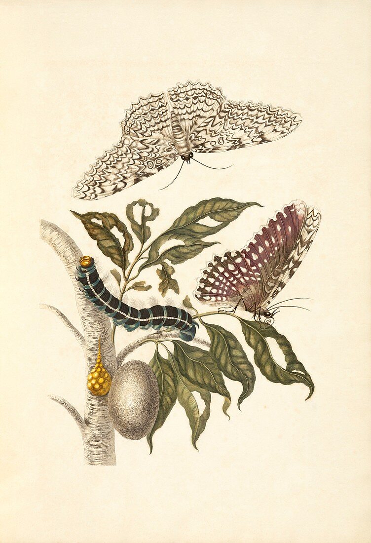 Insects of Surinam, 18th century