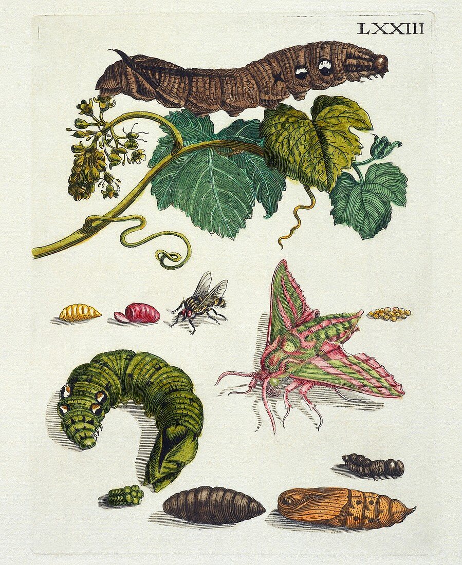 Insects of Europe, 18th century