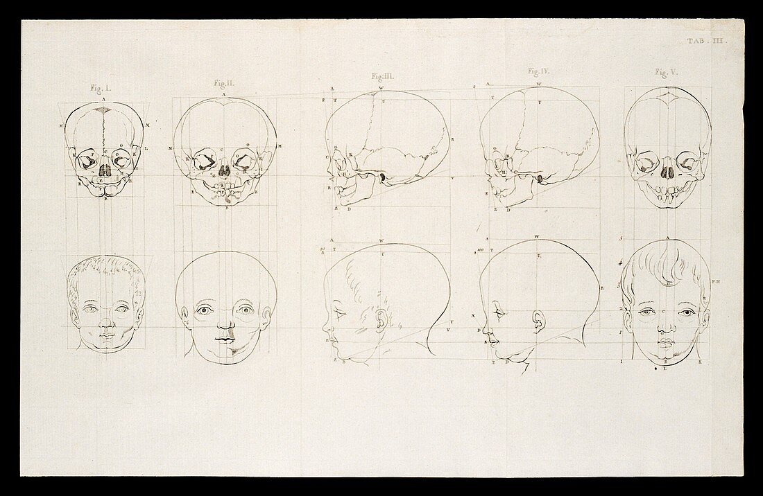 Facial angle theory of Petrus Camper, illustration