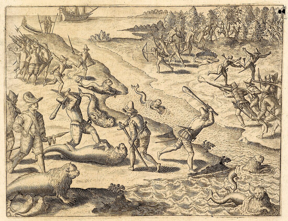 Spanish soldiers killing sea lions, 16th century