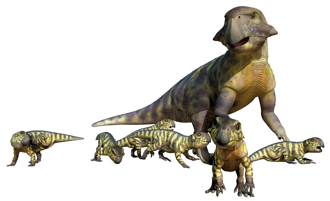 Psittacosaurus, illustration