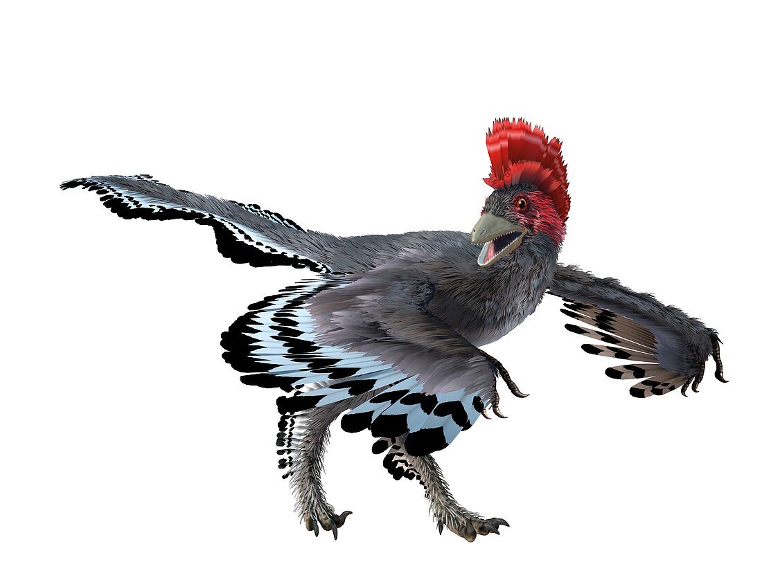Anchiornis, illustration