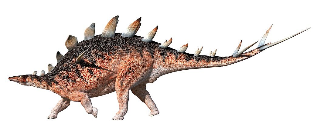 Loricatosaurus, illustration
