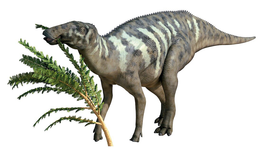 Edmontosaurus, illustration