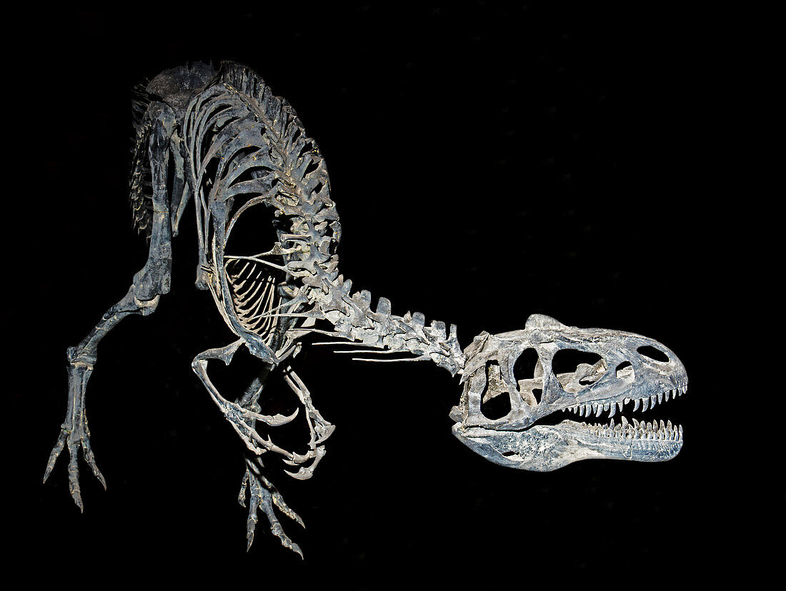 Allosaurus Fragilis Adult