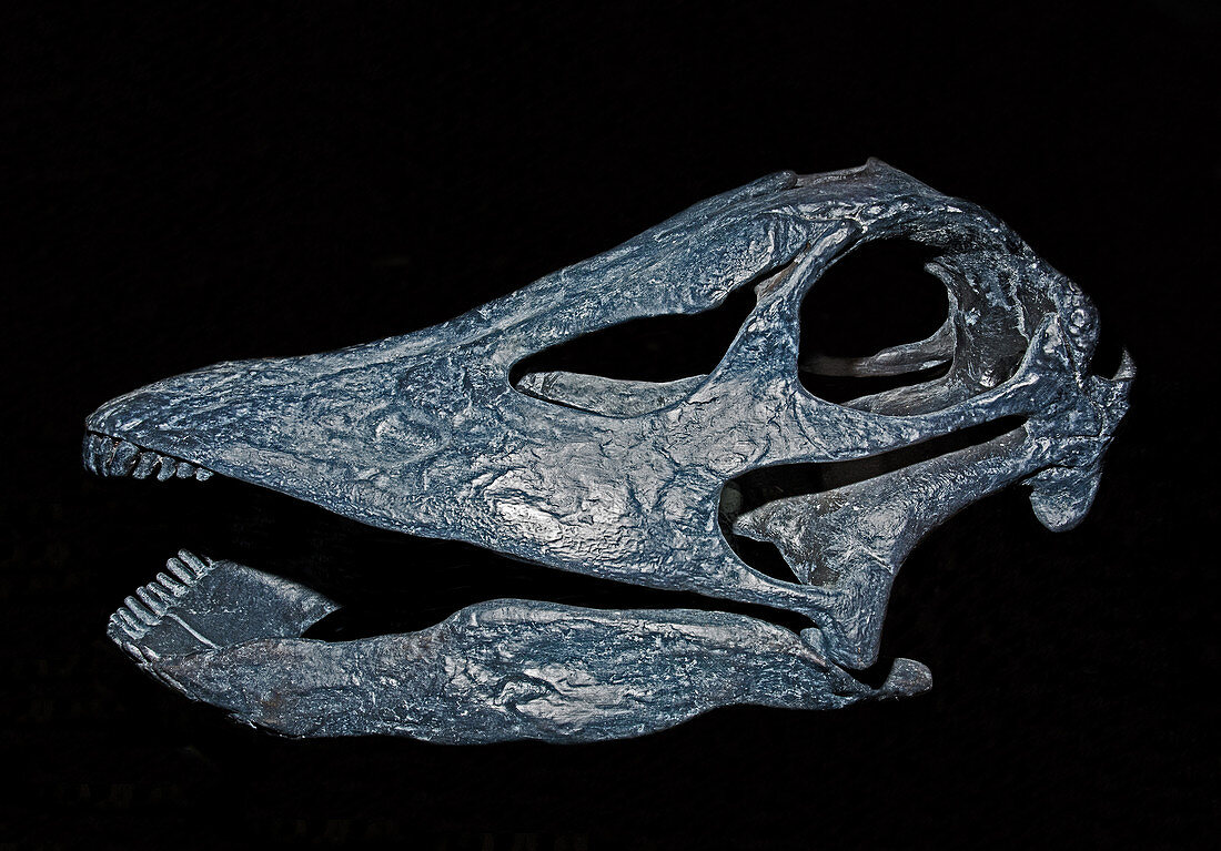 Barosaurus Lentus Skull