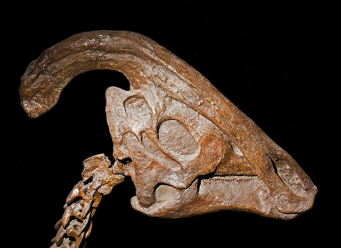 Parasaurolophus Cyrtocristatus Skull