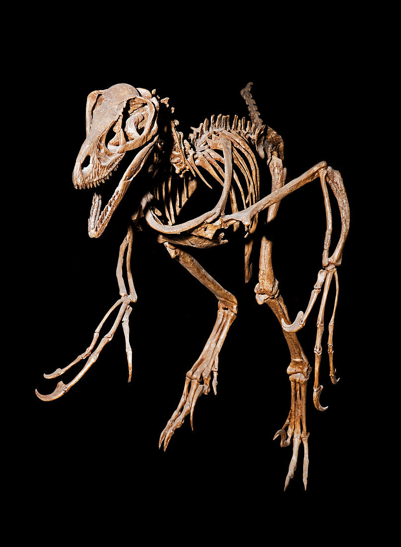 Dromaeosauridae Raptor