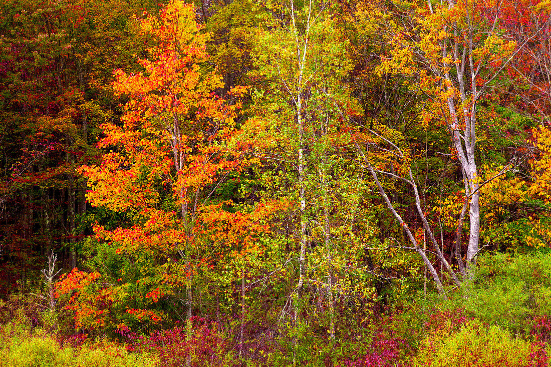 Deciduous Autumn Forest