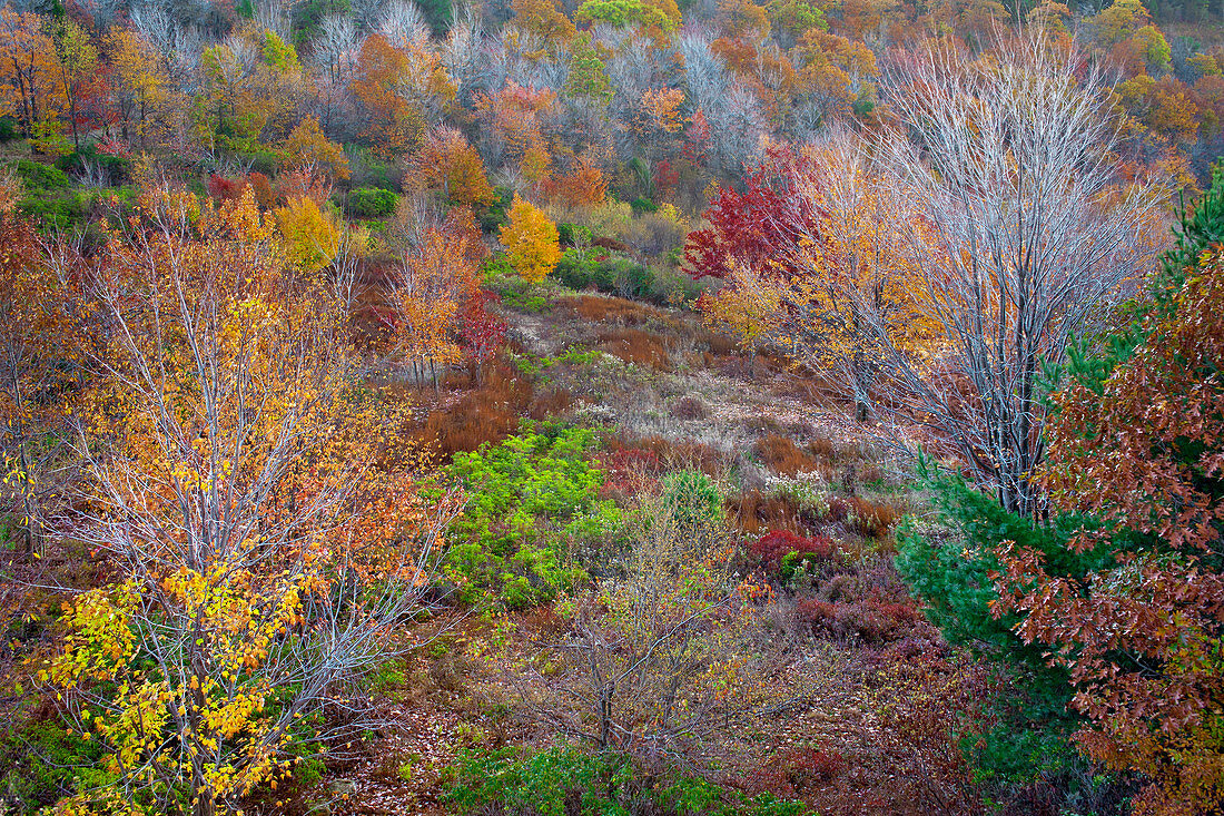 Autumn Deciduous Forest after Thinning