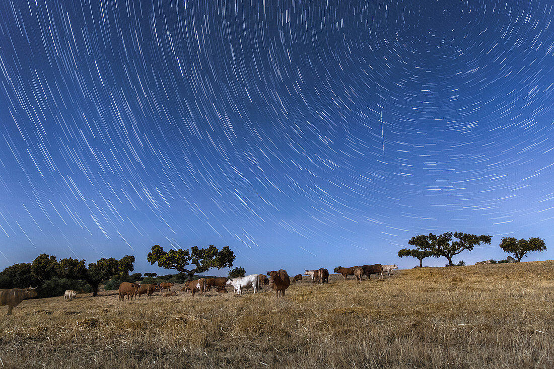 Star trails over cows in a field, time-exposure image