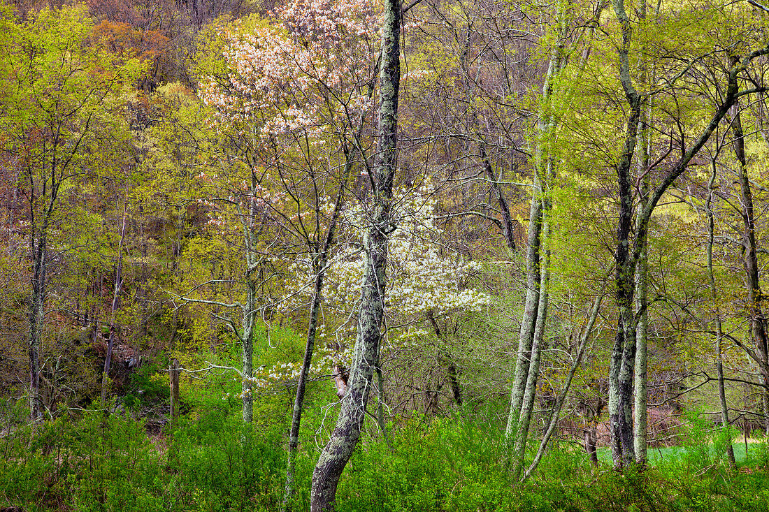 Spring Forest