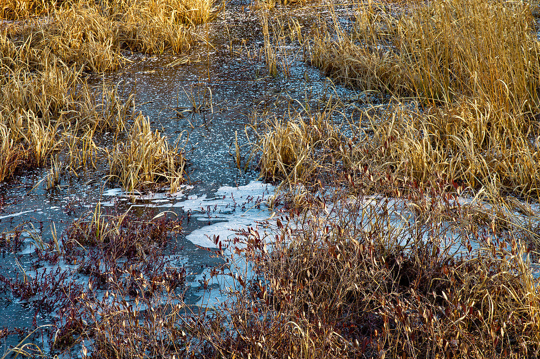 Small Frozen Wetland