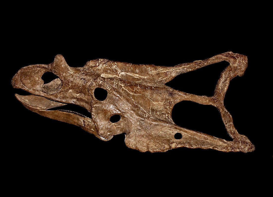 Chasmosaurus Skull
