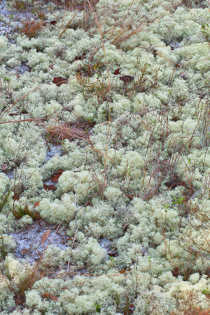 Powder-puff Lichen