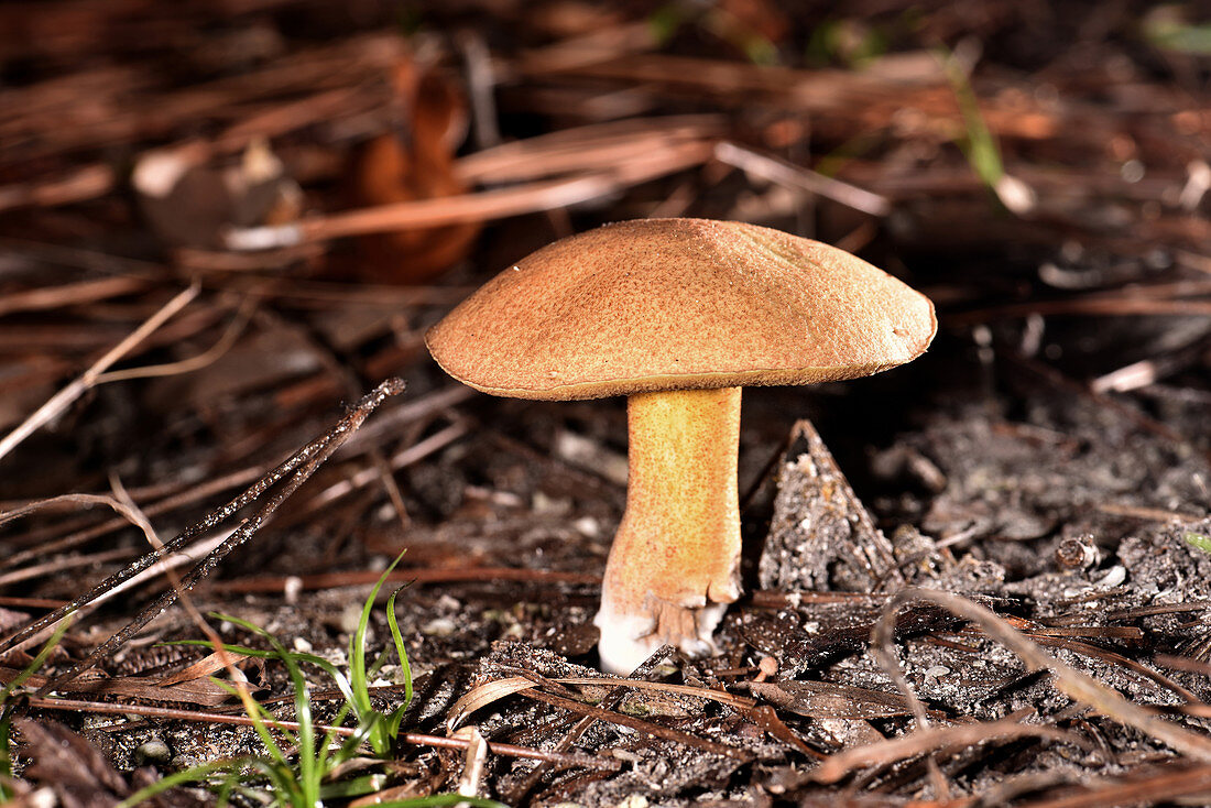 Red-speckled Bolete