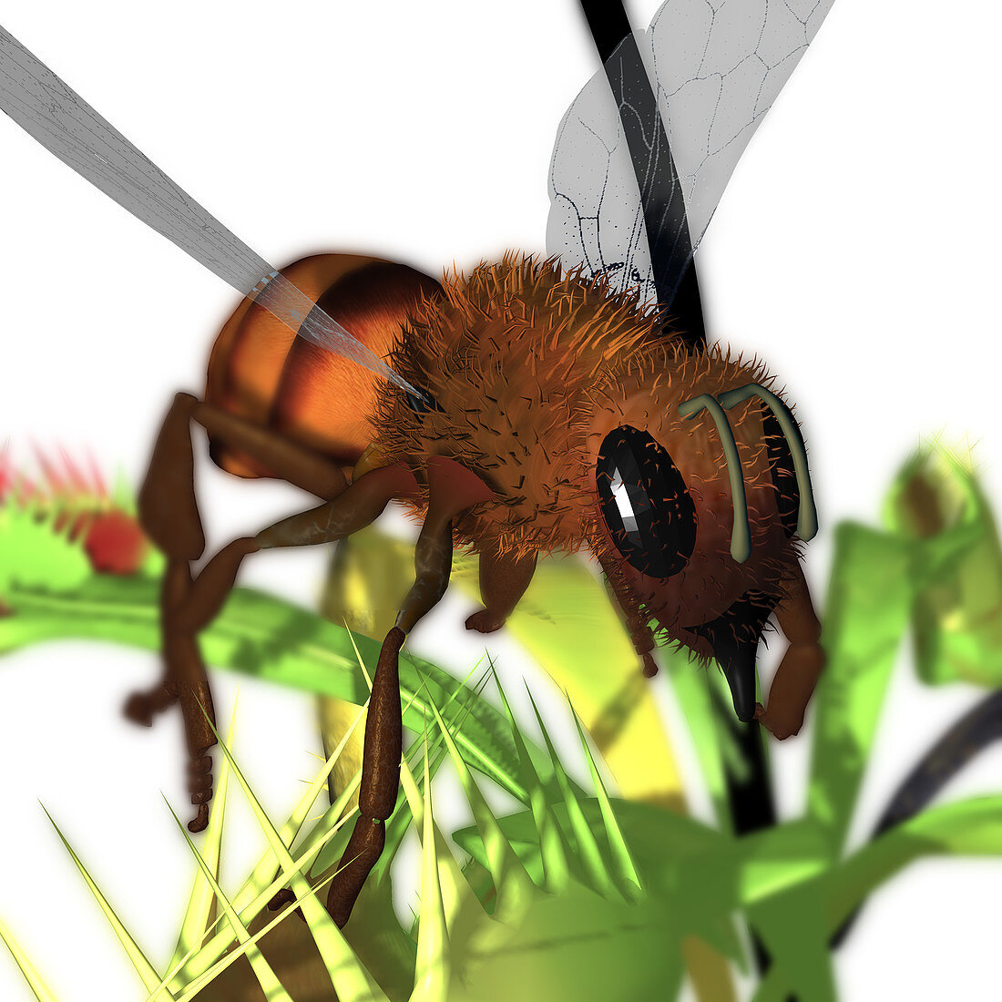 Honeybee on a venus flytrap