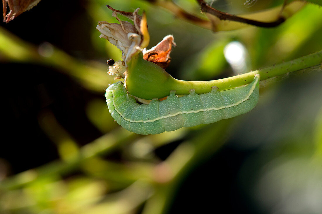 Angle shades moth caterpillar