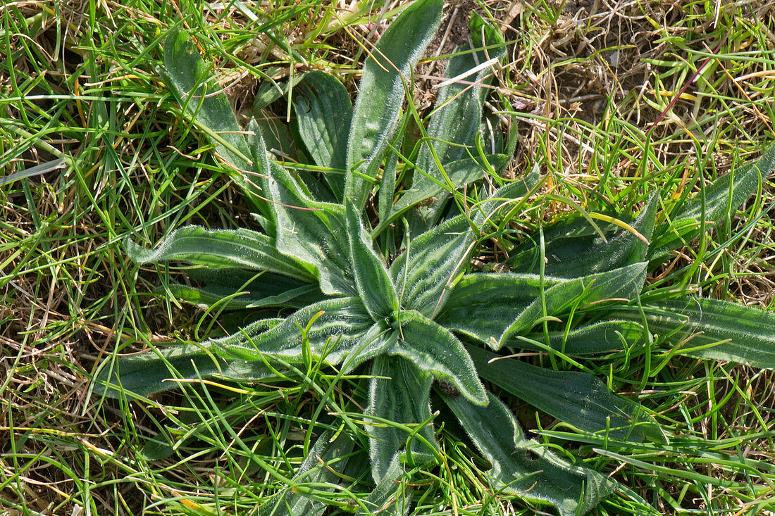 Ribwort plantain