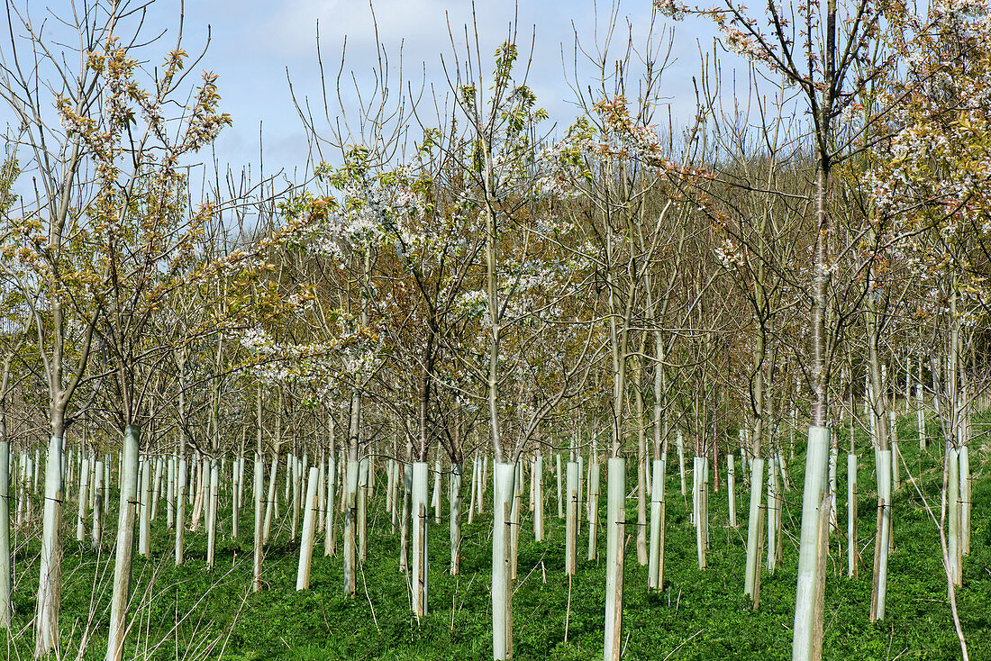 Plantation young trees