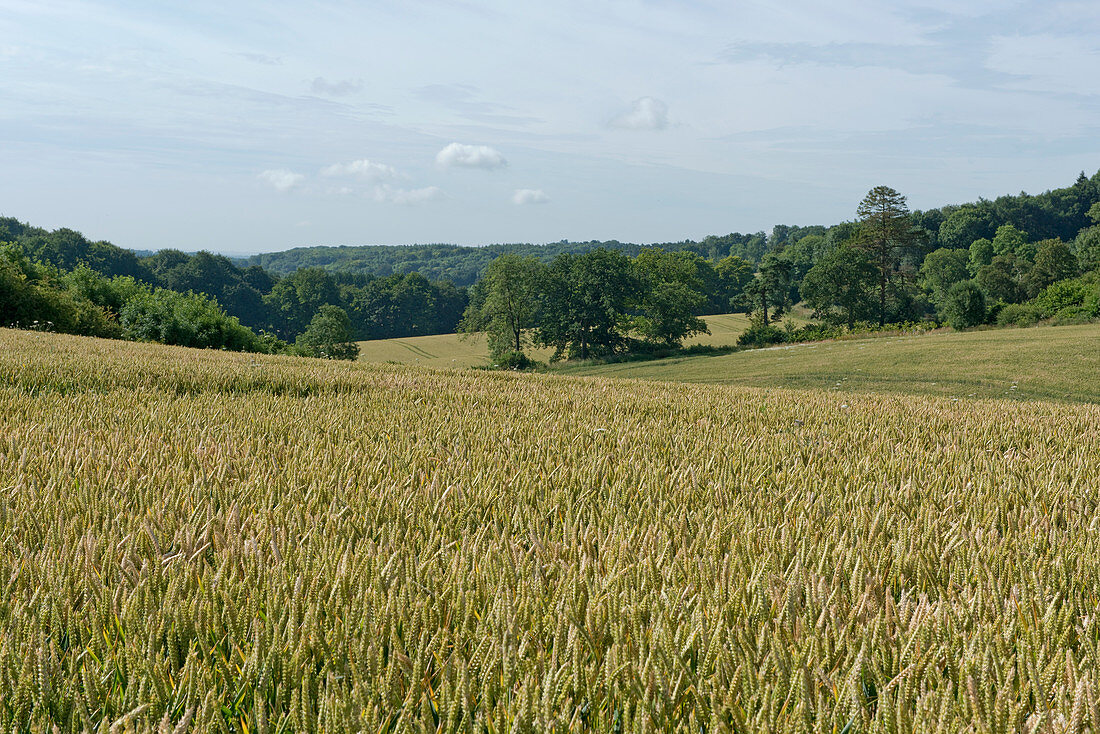 Wheat Crop Development