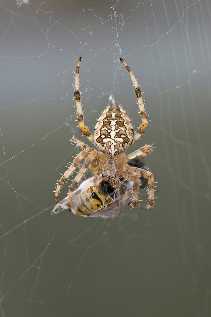 Spider and Prey