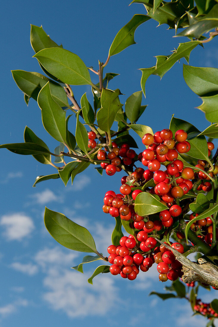 Red Holly Berries