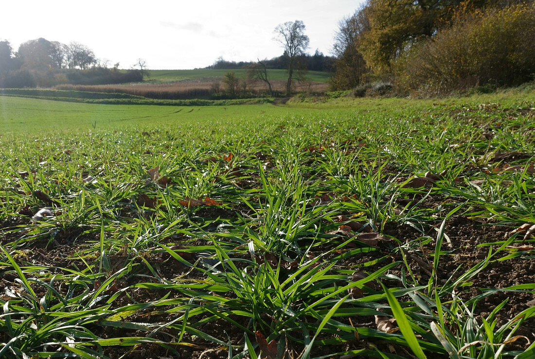 Young wheat crop