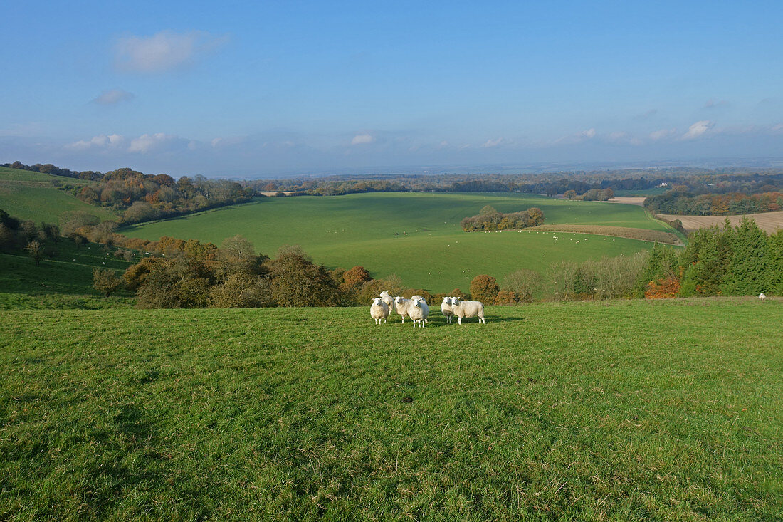 North Wessex Downs
