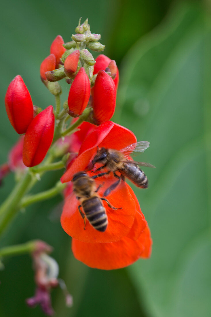 Honey bees on runner bean flowers