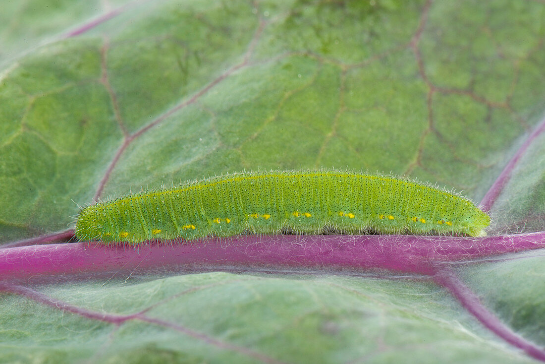 Small White Butterfly caterpillar