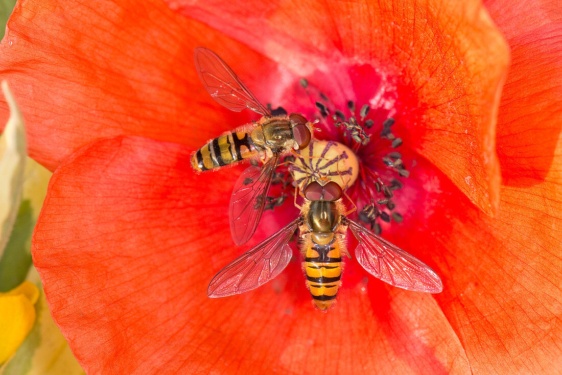 Hoverfly on a poppy