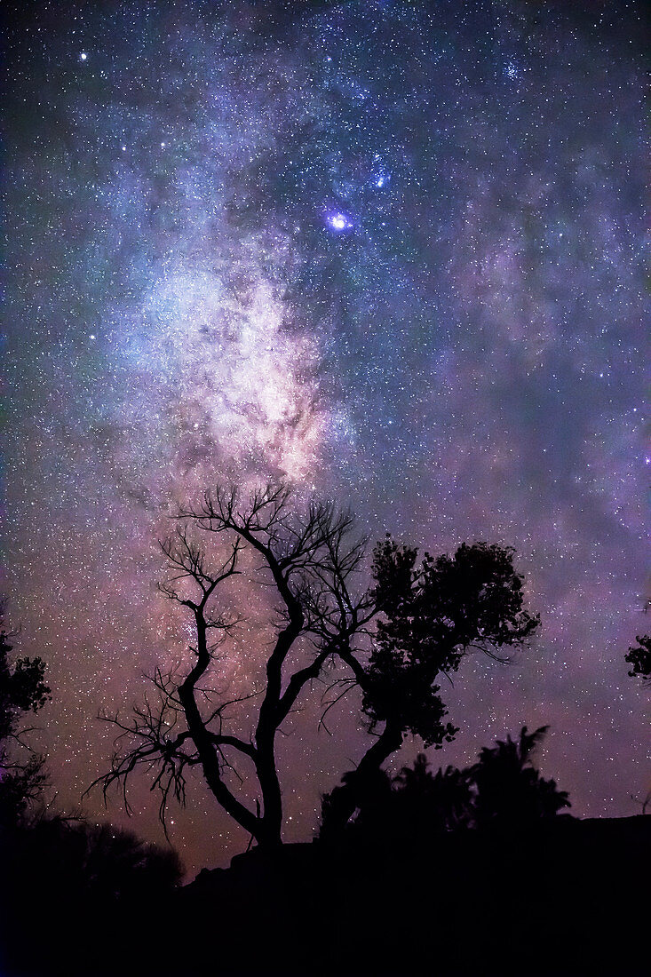 Star Cloud and Tree Silhouette
