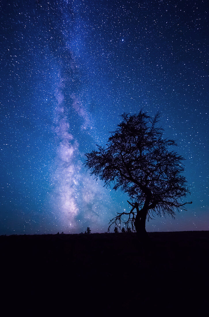 Juniper Tree and Milky Way