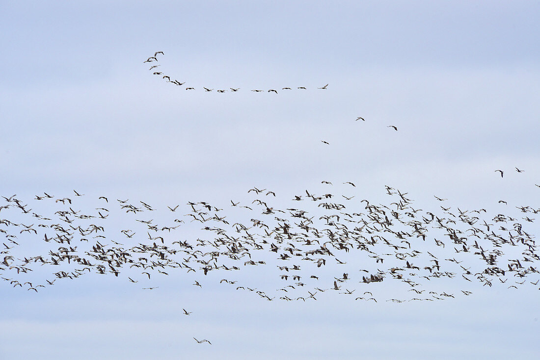 Sandhill Crane Migration