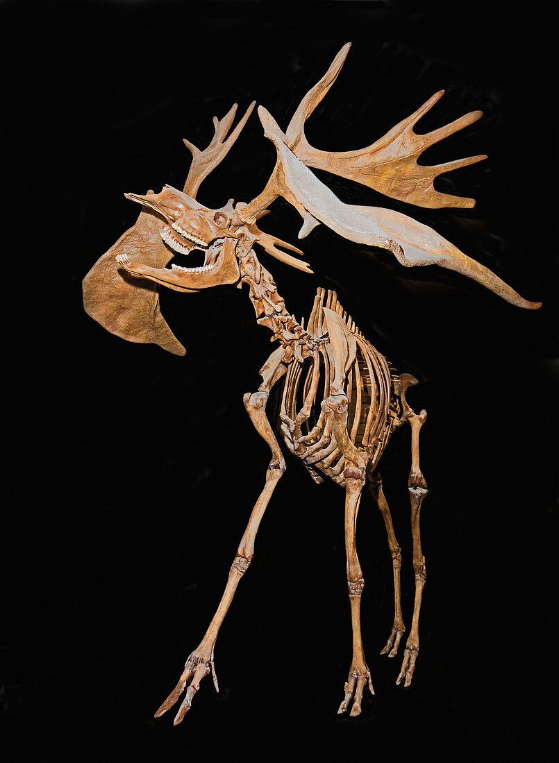 Great american stag skeleton