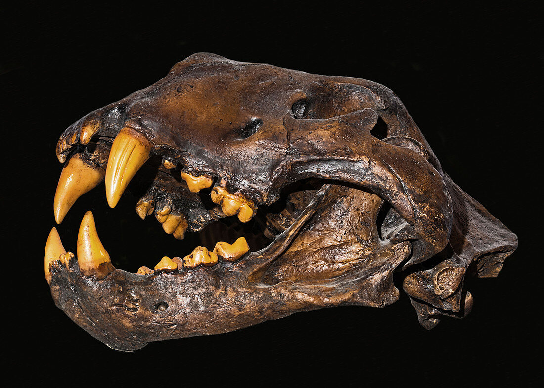 Prehistoric Lion Skull