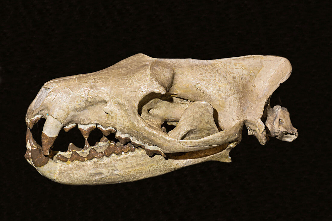Hyaenodon mustelinus skull